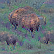 n02410509 bison